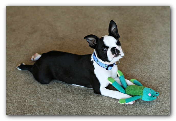 Howie the Sunwoods Boston Terrier Puppy