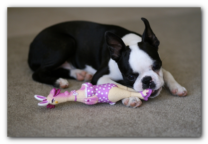 Howie the Boston Terrier Puppy