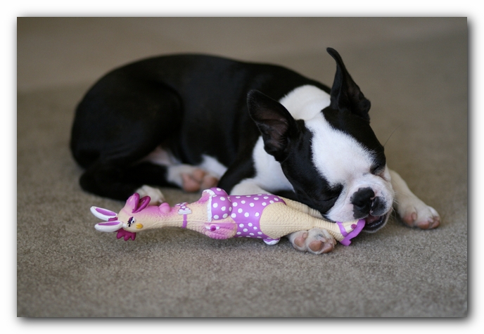 Howie the Boston Terrier Puppy