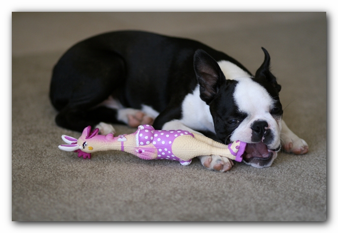Howie the Boston Terrier Puppy