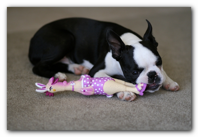 Howie the Boston Terrier Puppy