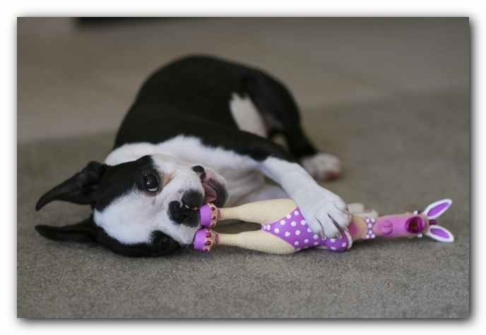 Howie the Boston Terrier Puppy