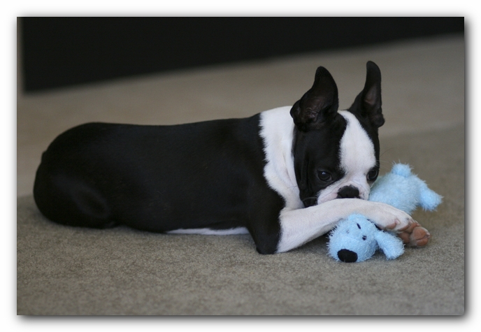 Howie the Boston Terrier Puppy