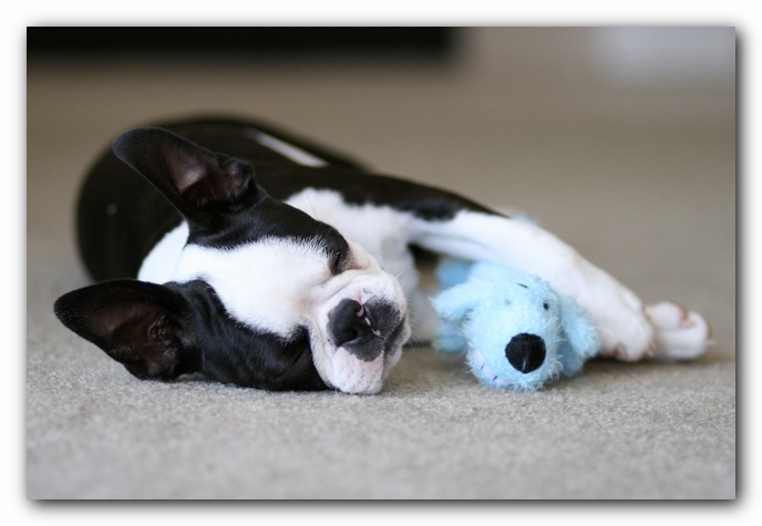 Howie the Boston Terrier Puppy