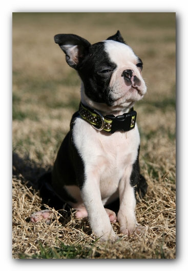 Howie the Sunwoods Boston Terrier Puppy