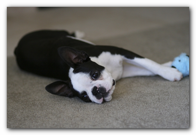 Howie the Boston Terrier Puppy