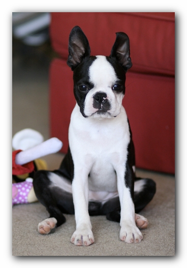 Howie the Boston Terrier Puppy