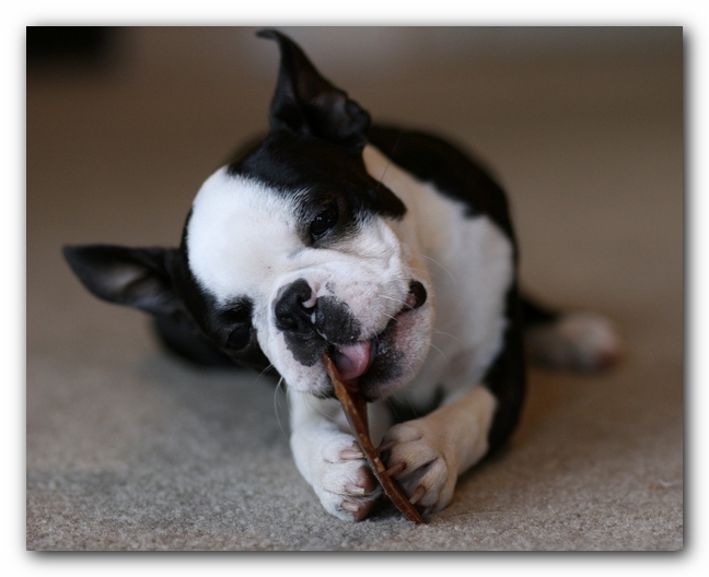 Howie the Boston Terrier Puppy