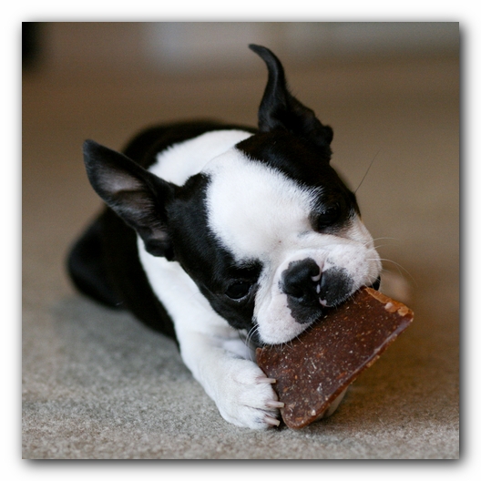 Howie the Boston Terrier Puppy