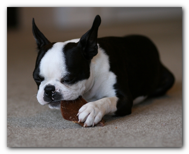 Howie the Boston Terrier Puppy