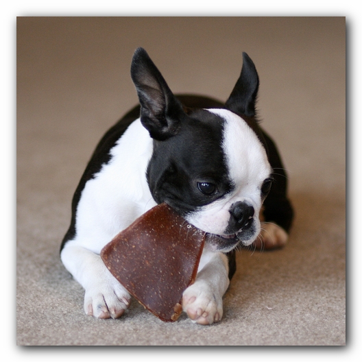Howie the Boston Terrier Puppy