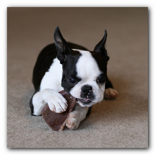 Howie the Boston Terrier Puppy