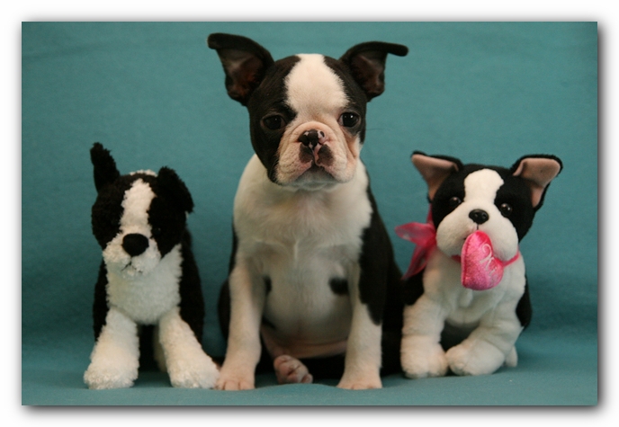 Howie the Sunwoods Boston Terrier Puppy