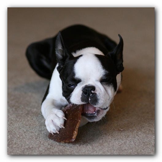 Howie the Boston Terrier Puppy