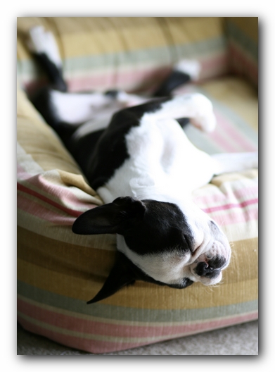 Howie the Boston Terrier Puppy