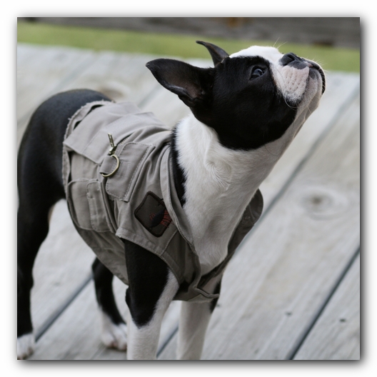 Howie the Boston Terrier Puppy