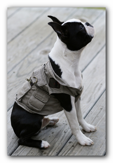 Howie the Boston Terrier Puppy