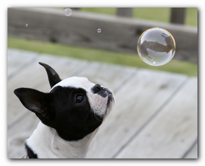 Howie the Boston Terrier Puppy