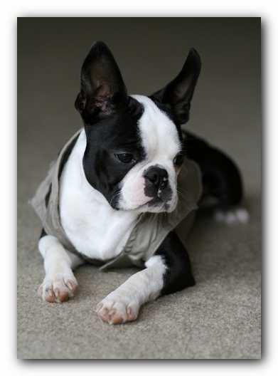 Howie the Boston Terrier Puppy