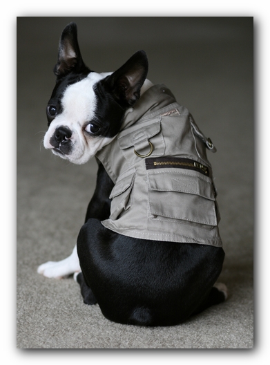 Howie the Boston Terrier Puppy