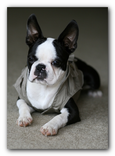 Howie the Boston Terrier Puppy