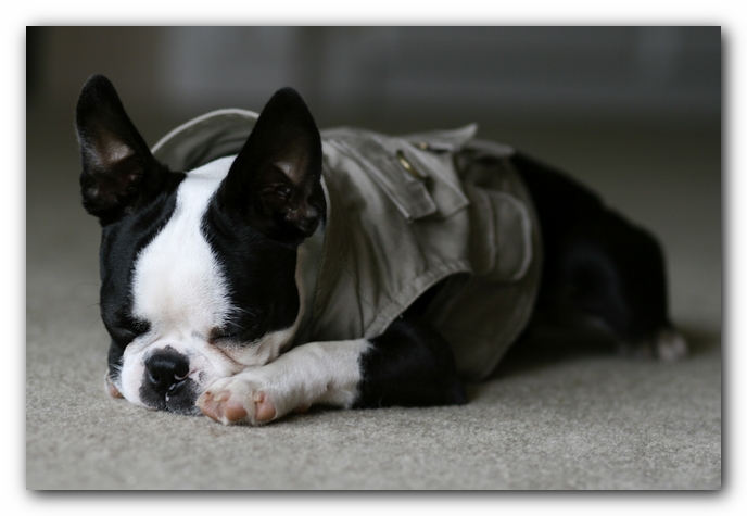 Howie the Boston Terrier Puppy