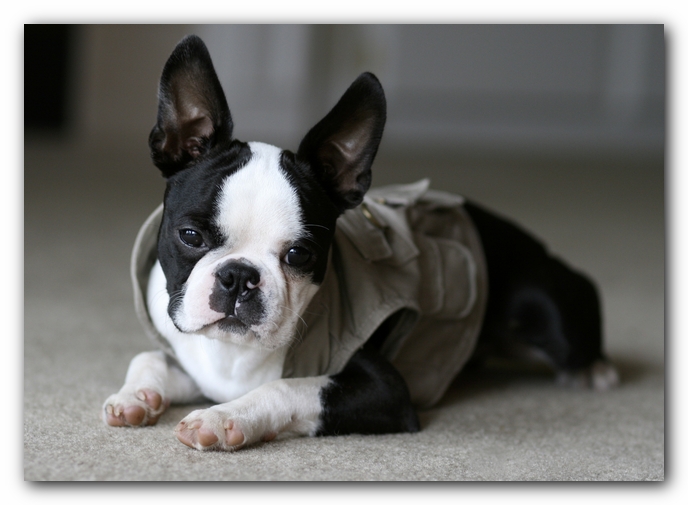 Howie the Boston Terrier Puppy