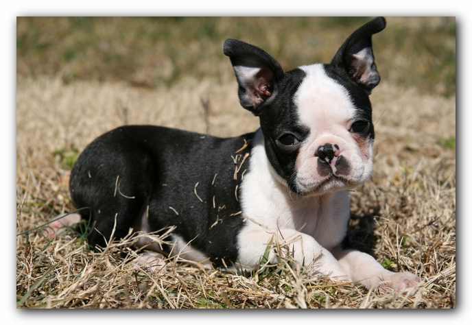 Howie the Sunwoods Boston Terrier Puppy