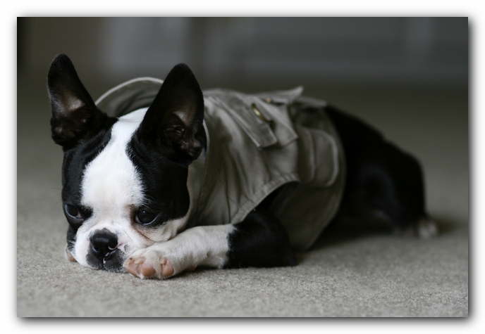 Howie the Boston Terrier Puppy