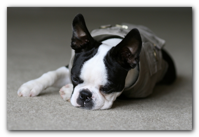 Howie the Boston Terrier Puppy