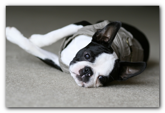 Howie the Boston Terrier Puppy