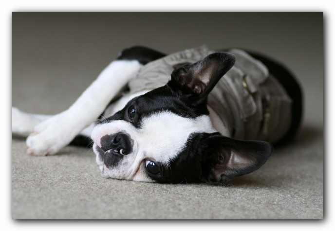 Howie the Boston Terrier Puppy