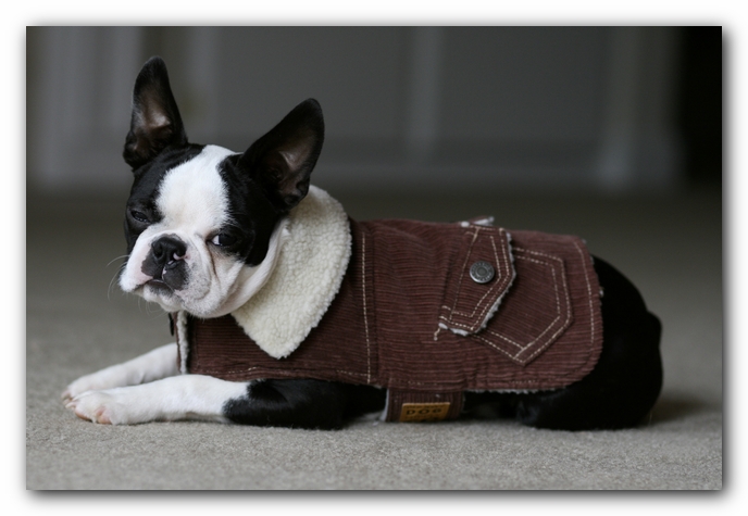 Howie the Boston Terrier Puppy