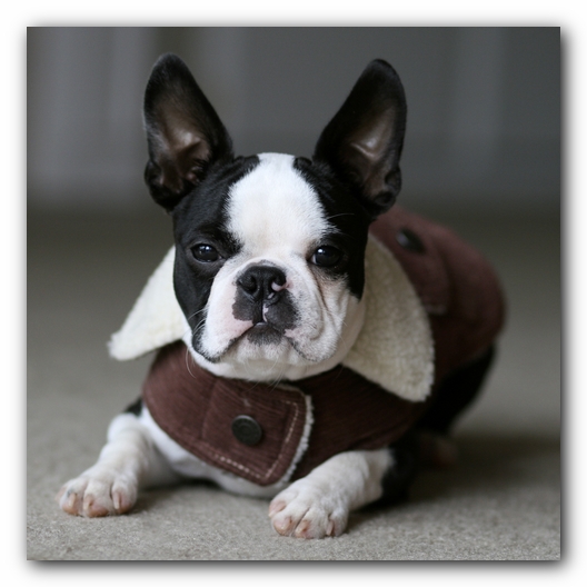 Howie the Boston Terrier Puppy
