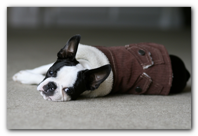 Howie the Boston Terrier Puppy
