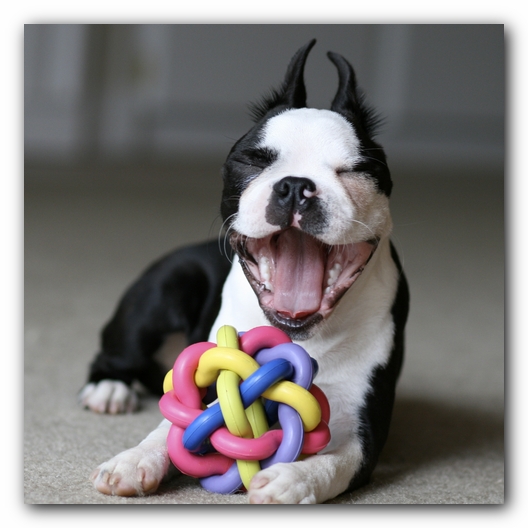Howie the Boston Terrier Puppy