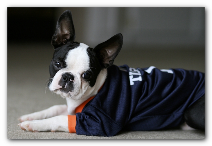Howie the Boston Terrier Puppy