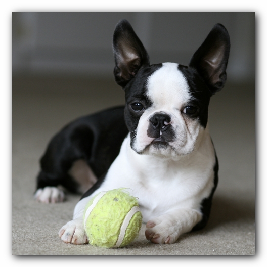 Howie the Boston Terrier Puppy