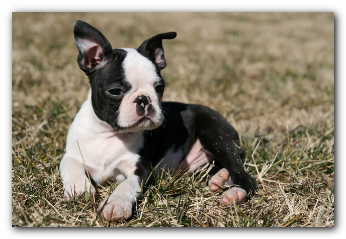 Howie the Sunwoods Boston Terrier Puppy