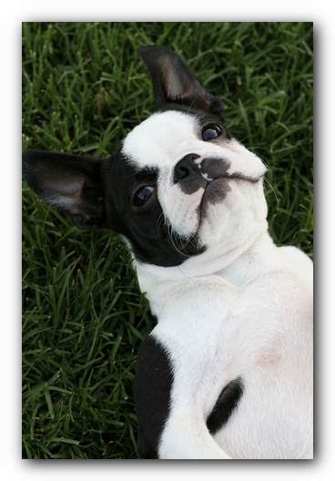 Howie the Boston Terrier Puppy