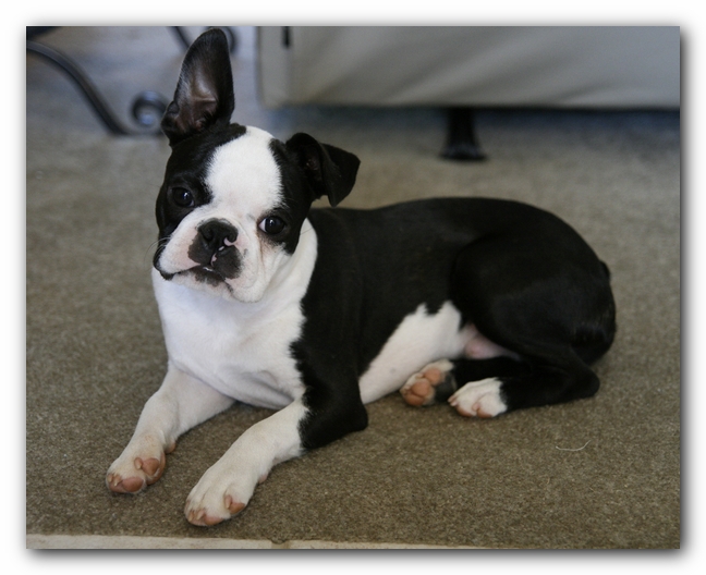 Howie the Boston Terrier Puppy