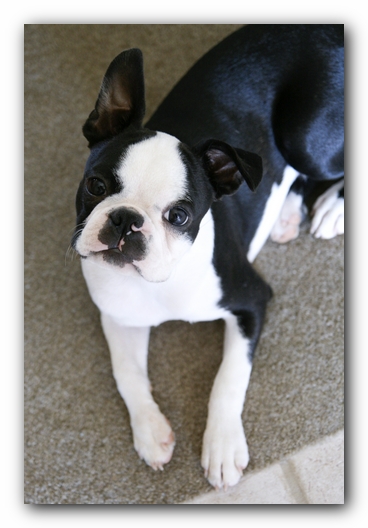 Howie the Boston Terrier Puppy