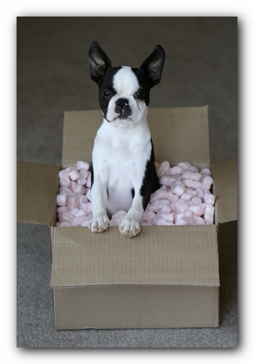 Howie the Boston Terrier Puppy