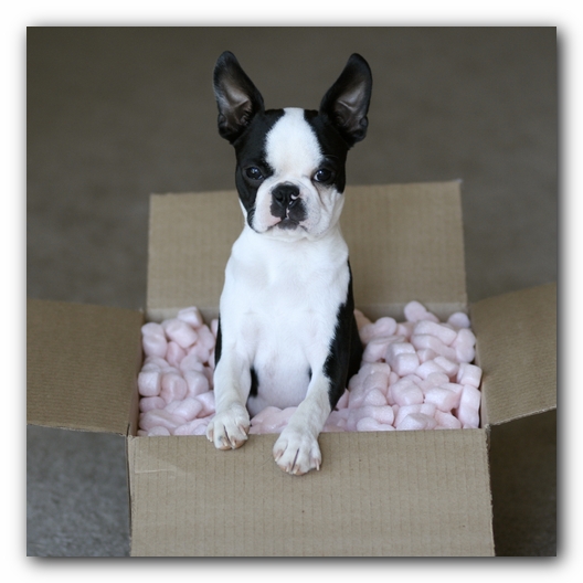 Howie the Boston Terrier Puppy
