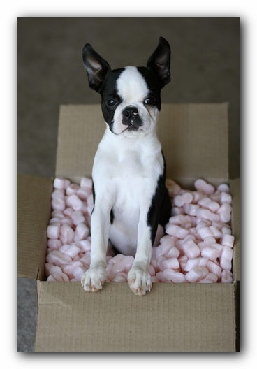 Howie the Boston Terrier Puppy