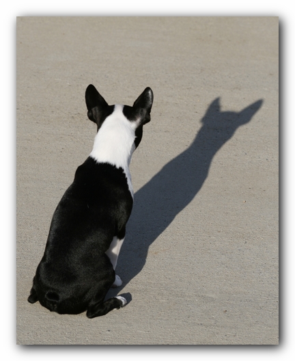 Howie the Boston Terrier Puppy