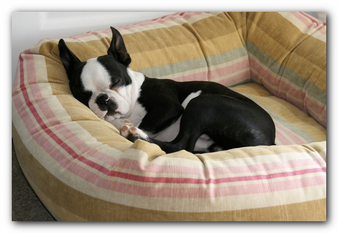 Howie the Boston Terrier Puppy