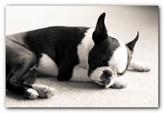 Howie the Boston Terrier Puppy