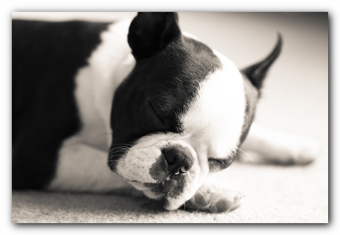 Howie the Boston Terrier Puppy
