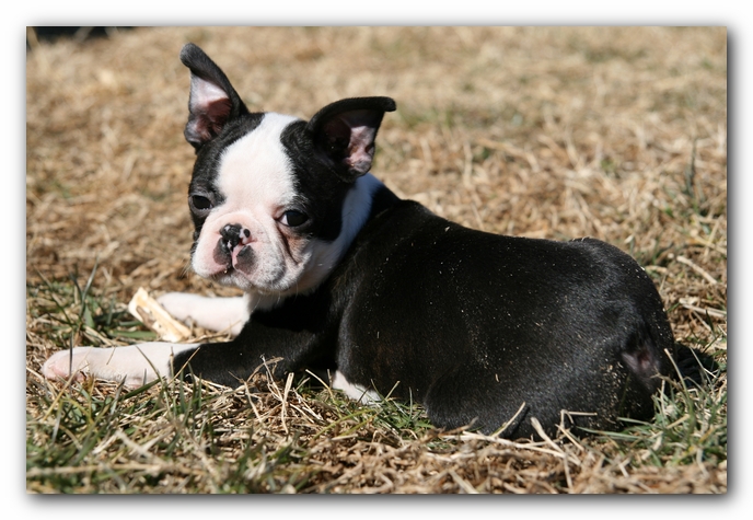 Howie the Sunwoods Boston Terrier Puppy